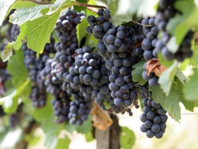 Wine from black grapes at home