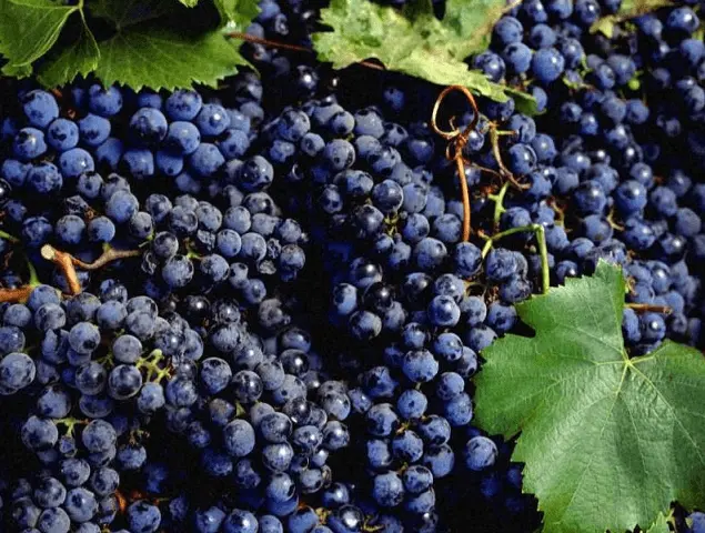 Wine from black grapes at home