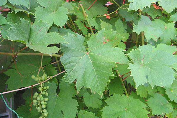 Wine from grape leaves at home