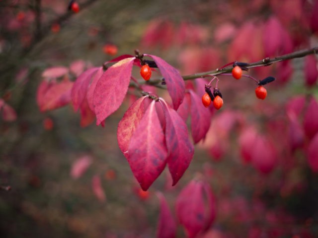 Winged euonymus: Compactus, Chicago fire, Fireball