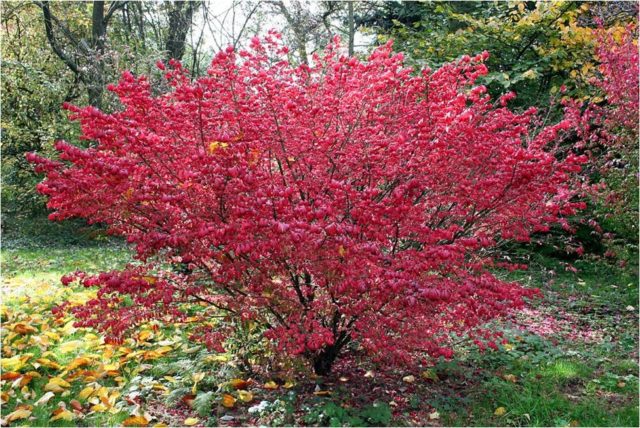 Winged euonymus: Compactus, Chicago fire, Fireball