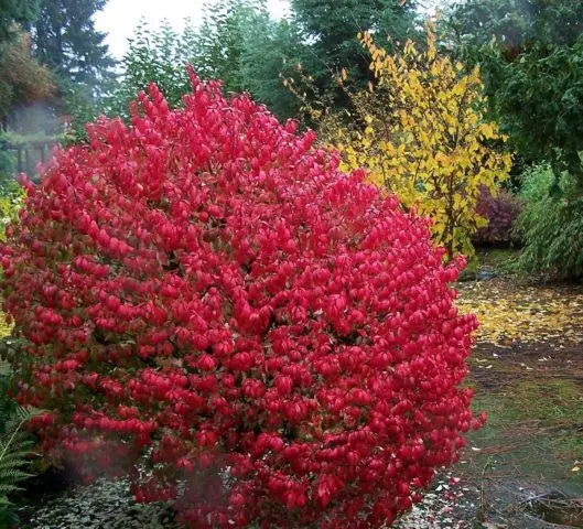 Winged euonymus: Compactus, Chicago fire, Fireball