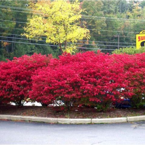 Winged euonymus: Compactus, Chicago fire, Fireball