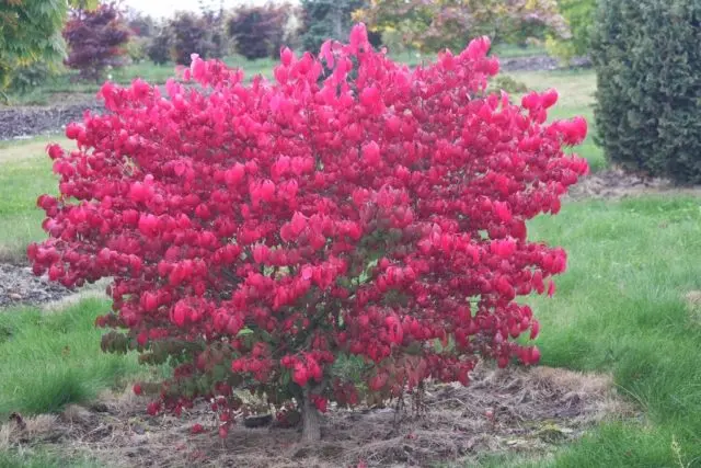 Winged euonymus: Compactus, Chicago fire, Fireball