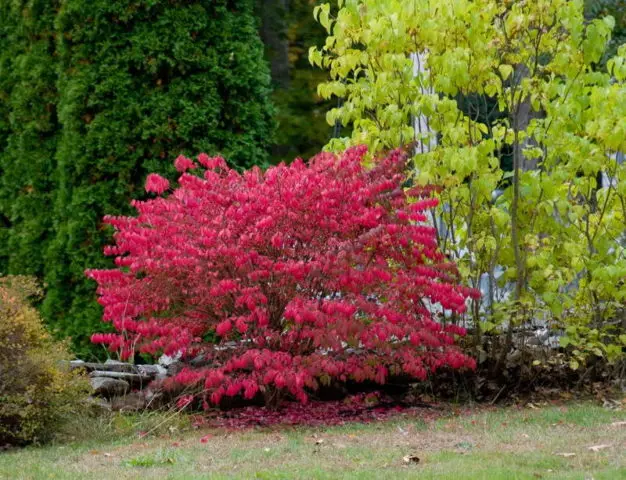 Winged euonymus: Compactus, Chicago fire, Fireball