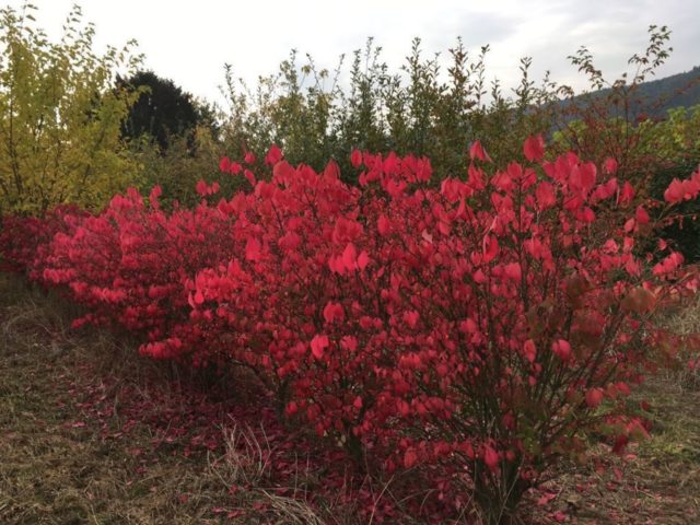 Winged euonymus: Compactus, Chicago fire, Fireball