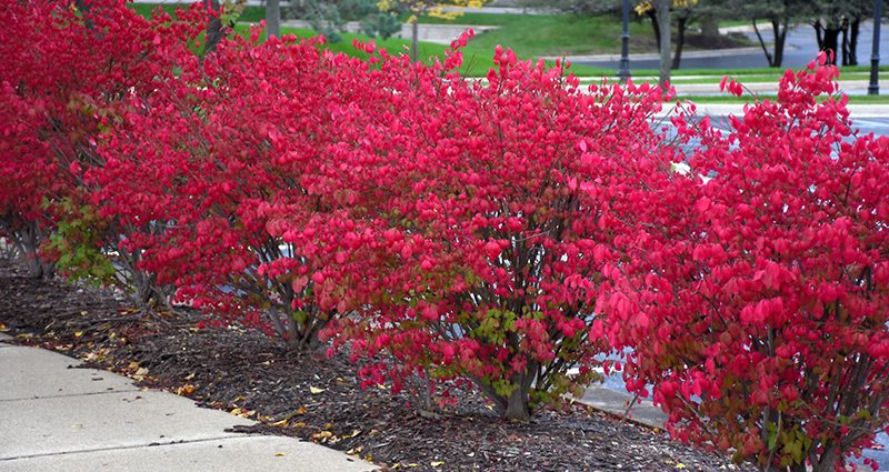 Winged euonymus: Compactus, Chicago fire, Fireball