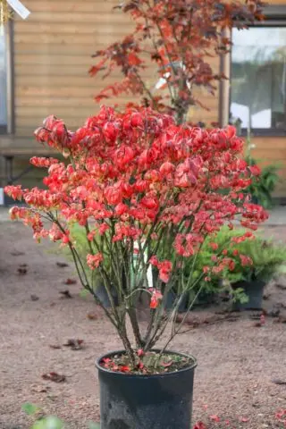 Winged euonymus: Compactus, Chicago fire, Fireball