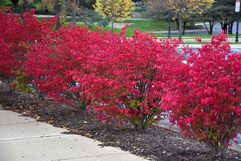 Winged euonymus: Compactus, Chicago fire, Fireball