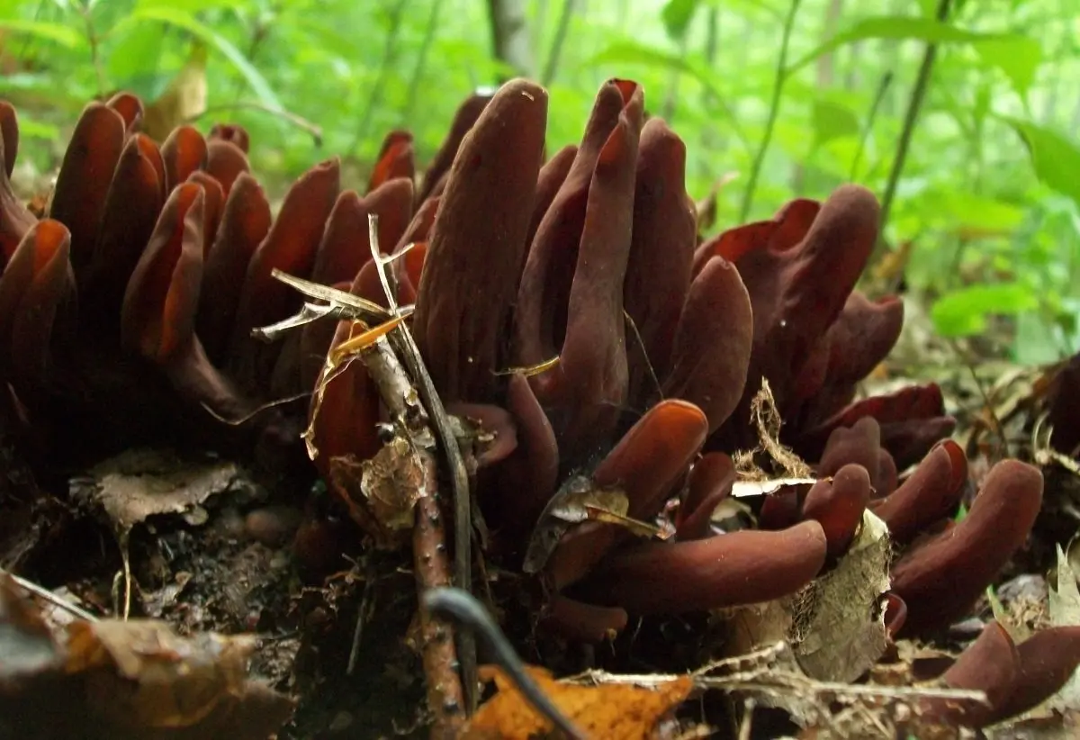 Winney American (Wynnea americana) photo and description