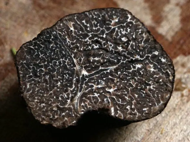 Winter black truffle: edibility, description and photo