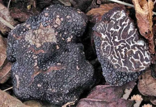 Winter black truffle: edibility, description and photo