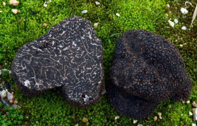 Winter black truffle: edibility, description and photo