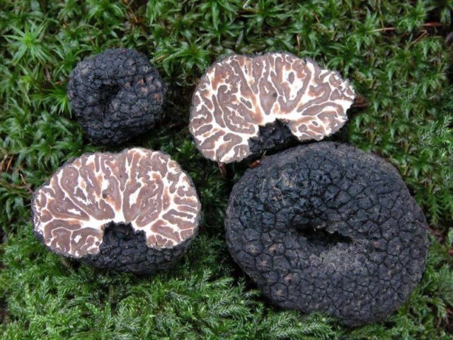 Winter black truffle: edibility, description and photo