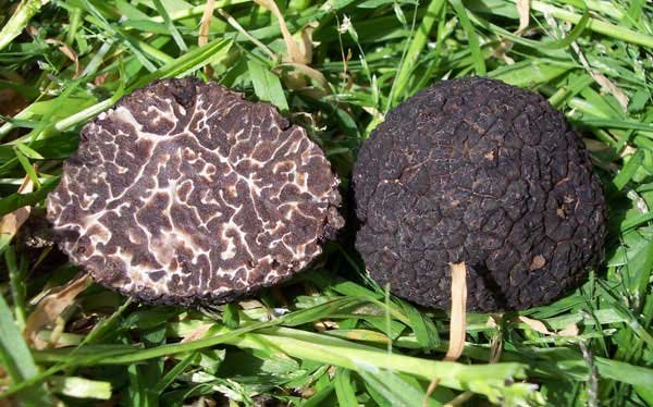 Winter black truffle (Tuber brumale) photo and description