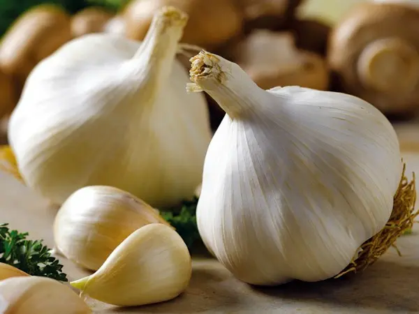 Winter garlic: cultivation and care in the open field