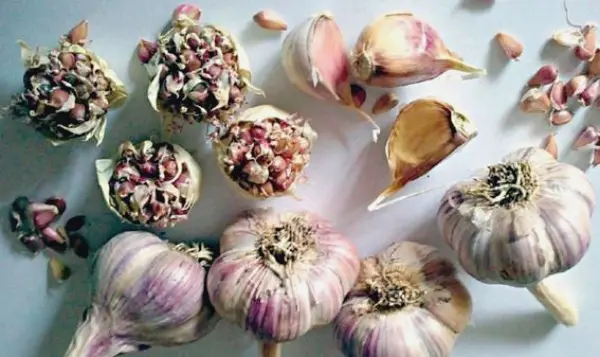 Winter garlic: cultivation and care in the open field