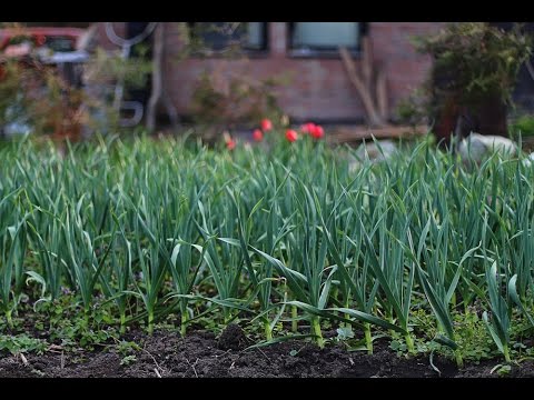 Winter garlic: cultivation and care in the open field