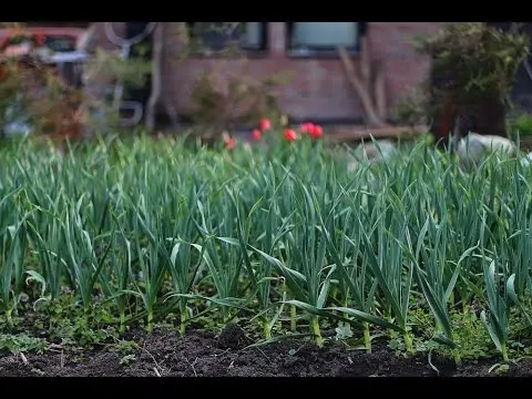 Winter garlic: cultivation and care in the open field