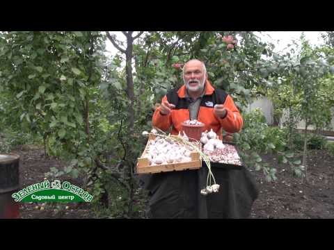 Winter garlic: cultivation and care in the open field