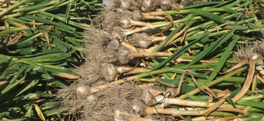 Winter garlic: cultivation and care in the open field