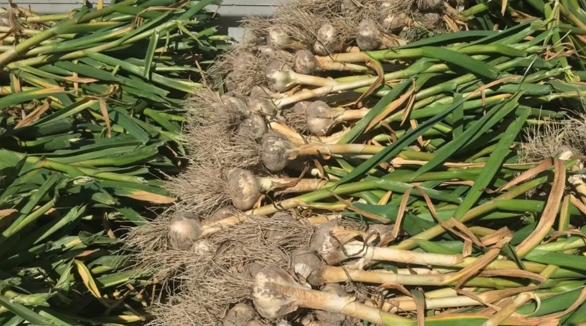 Winter garlic: cultivation and care in the open field