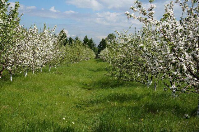 Winter-hardy apple trees for Siberia: tasty and large varieties