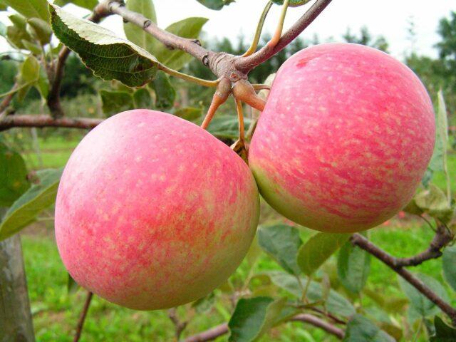 Winter-hardy apple trees for Siberia: tasty and large varieties