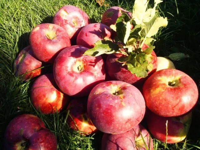 Winter-hardy apple trees for Siberia: tasty and large varieties