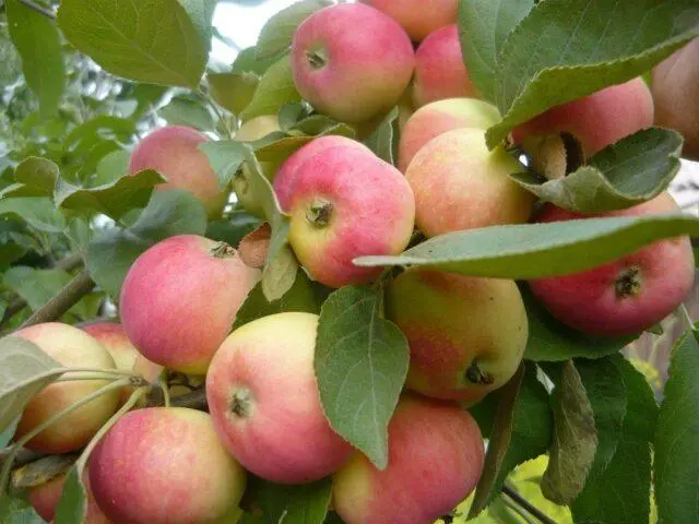 Winter-hardy apple trees for Siberia: tasty and large varieties