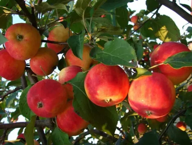 Winter-hardy apple trees for Siberia: tasty and large varieties