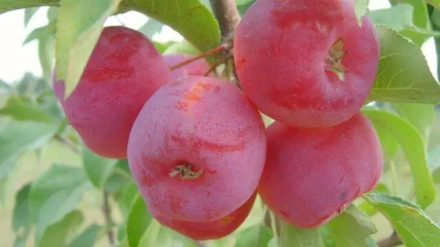 Winter-hardy apple trees for Siberia: tasty and large varieties