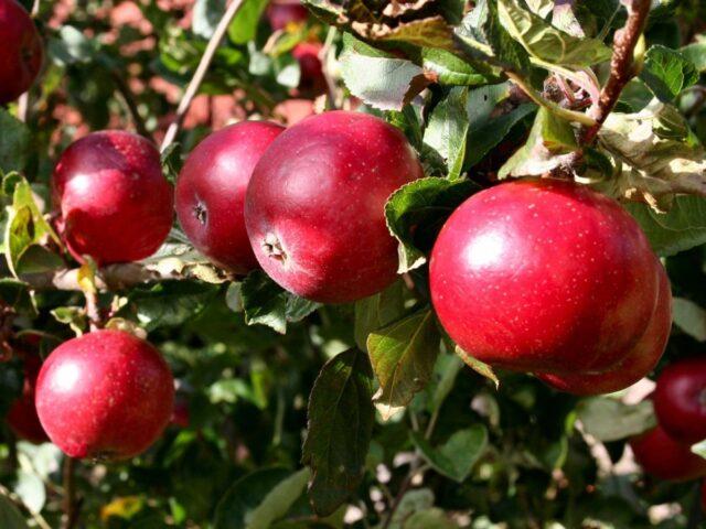 Winter-hardy apple trees for Siberia: tasty and large varieties