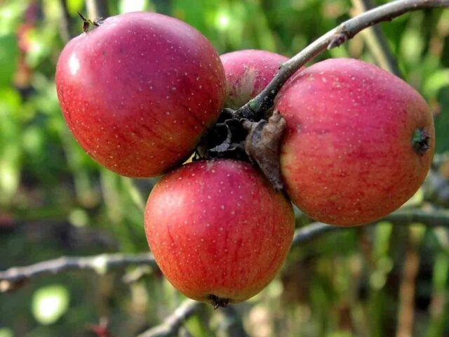 Winter-hardy apple trees for Siberia: tasty and large varieties