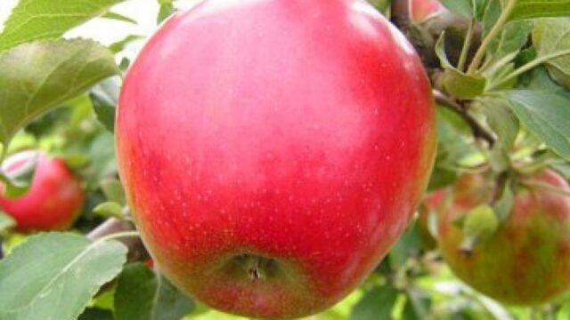 Winter-hardy apple trees for Siberia: tasty and large varieties