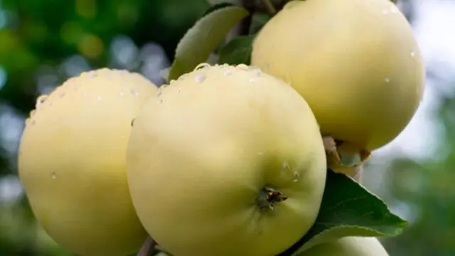 Winter-hardy apple trees for Siberia: tasty and large varieties