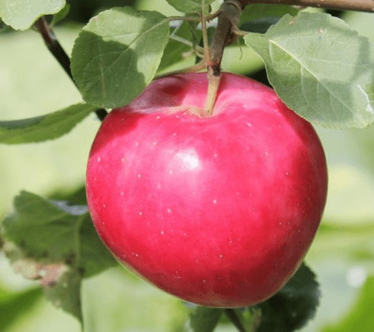 Winter-hardy apple trees for Siberia: tasty and large varieties