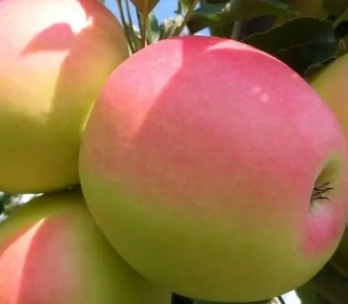 Winter-hardy apple trees for Siberia: tasty and large varieties