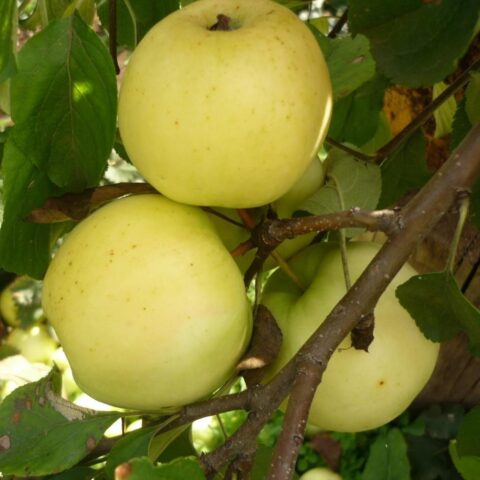 Winter-hardy apple trees for Siberia: tasty and large varieties