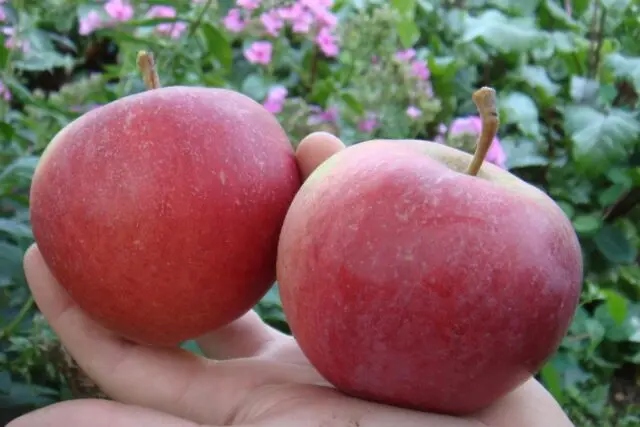 Winter-hardy apple trees for Siberia: tasty and large varieties