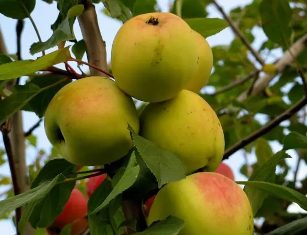 Winter-hardy apple trees for Siberia: tasty and large varieties