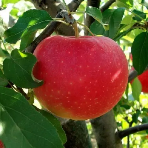 Winter-hardy apple trees for Siberia: tasty and large varieties