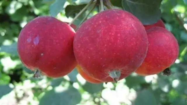 Winter-hardy apple trees for Siberia: tasty and large varieties