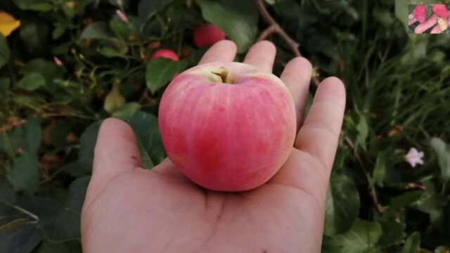 Winter-hardy apple trees for Siberia: tasty and large varieties