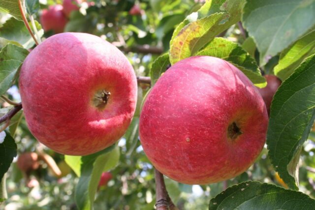 Winter-hardy apple trees for Siberia: tasty and large varieties