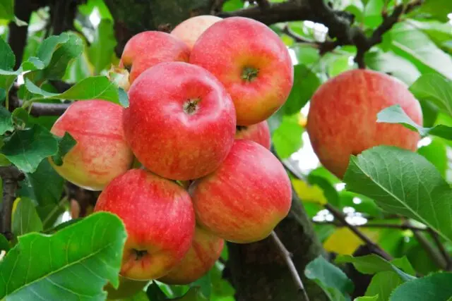 Winter-hardy apple trees for Siberia: tasty and large varieties