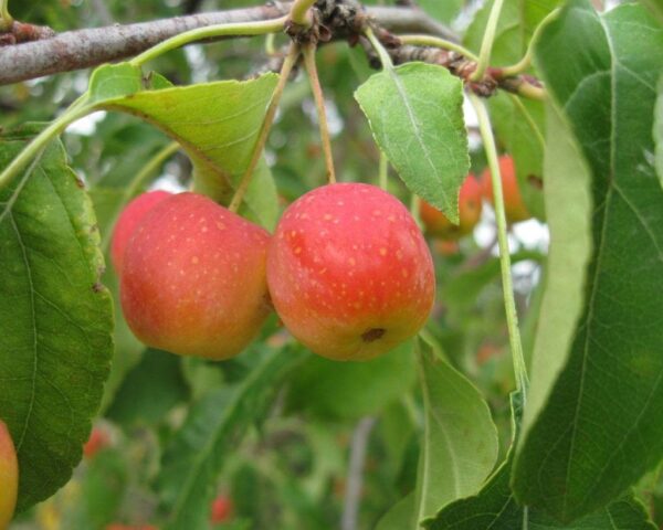 Winter-hardy apple trees for Siberia: tasty and large varieties