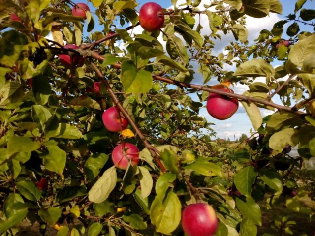 Winter-hardy apple trees for Siberia: tasty and large varieties