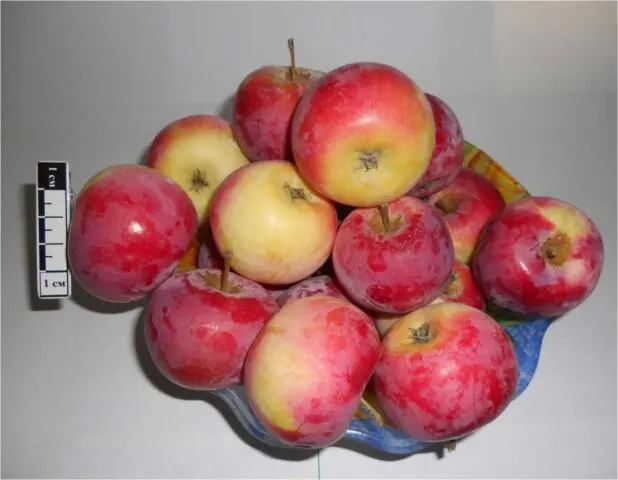 Winter-hardy apple trees for Siberia: tasty and large varieties