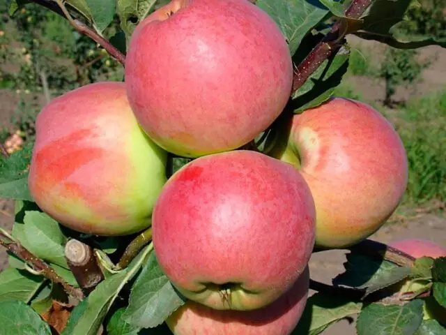 Winter-hardy apple trees for Siberia: tasty and large varieties